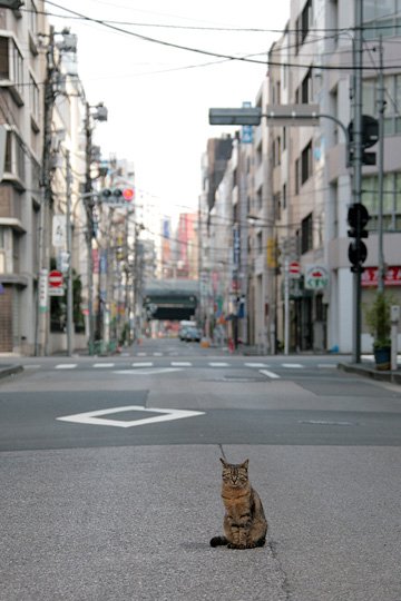 街のねこたち