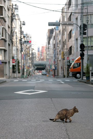 街のねこたち