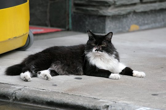 街のねこたち