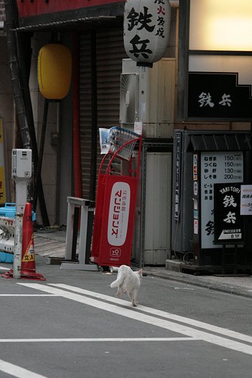 街のねこたち