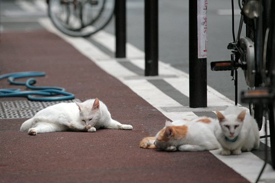 街のねこたち