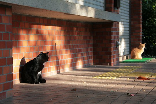 街のねこたち