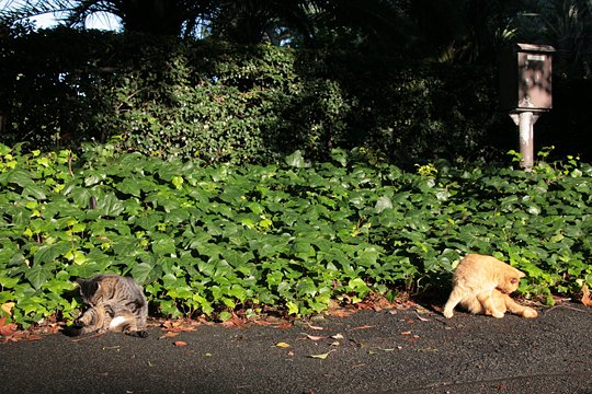 街のねこたち