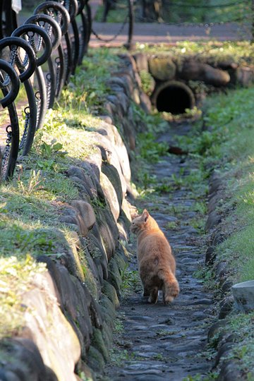 街のねこたち