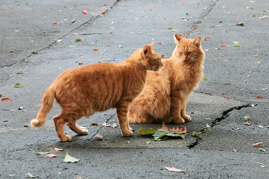 街のねこたち