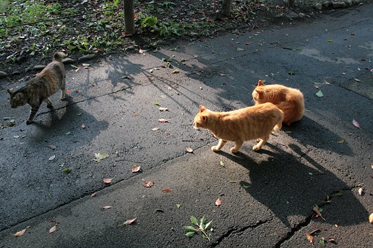 街のねこたち