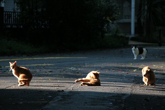 街のねこたち