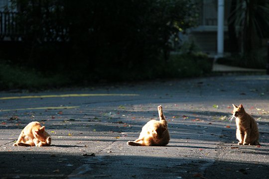 街のねこたち