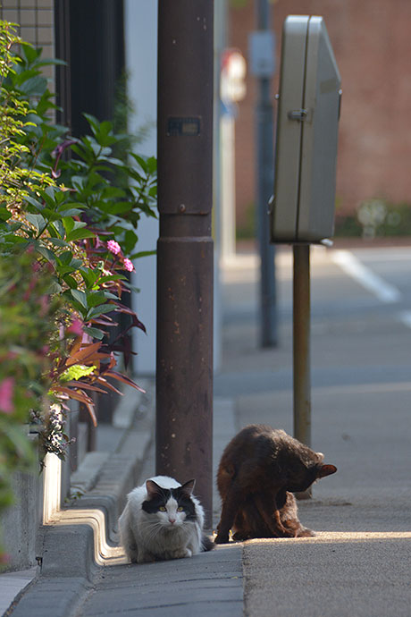 街のねこたち