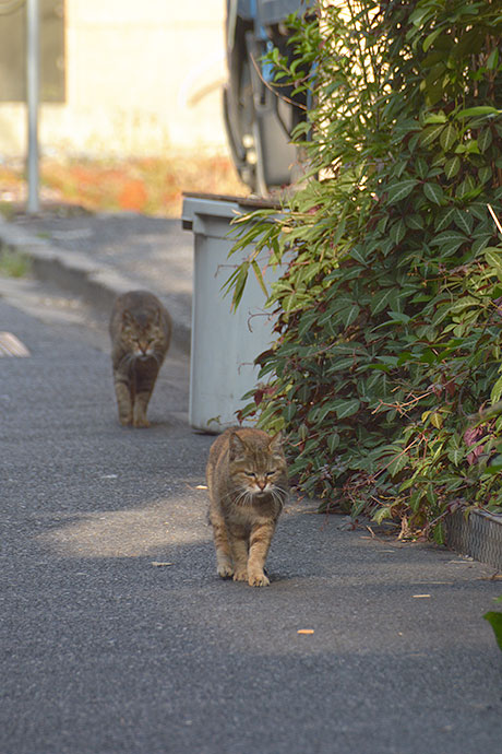 街のねこたち