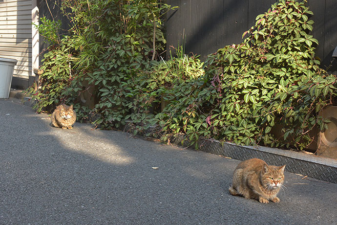街のねこたち