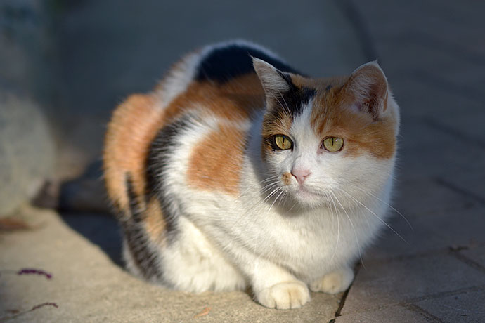 街のねこたち
