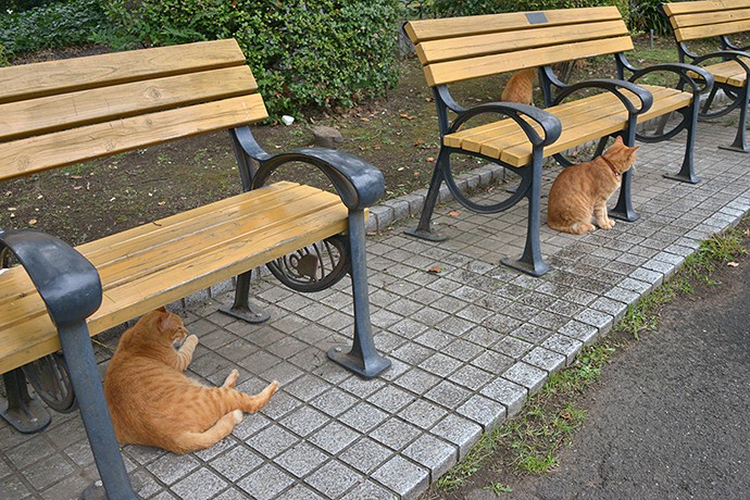街のねこたち
