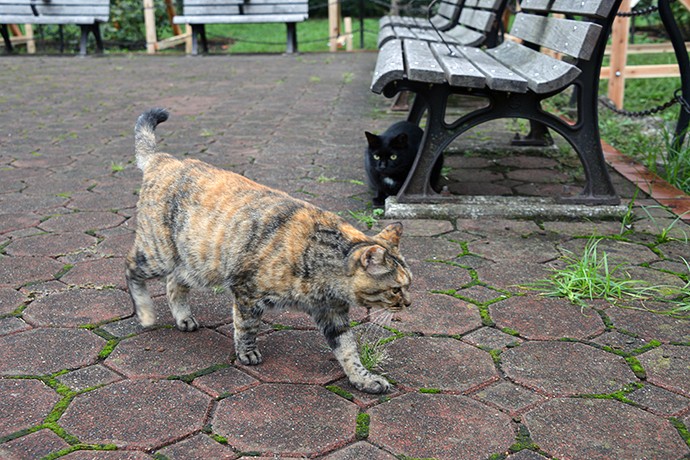 街のねこたち