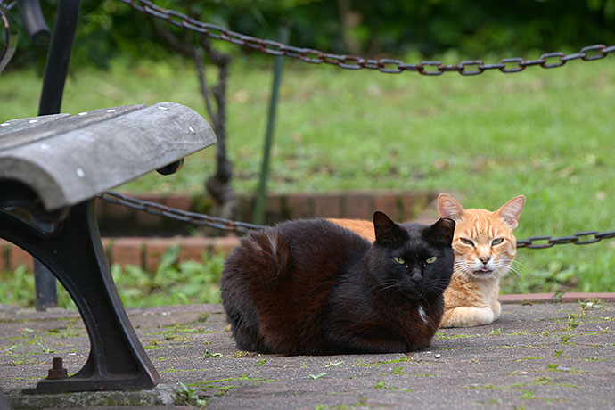 街のねこたち