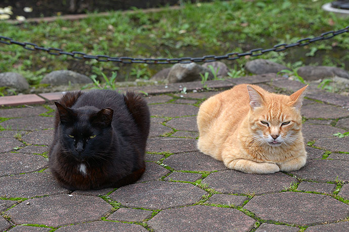 街のねこたち