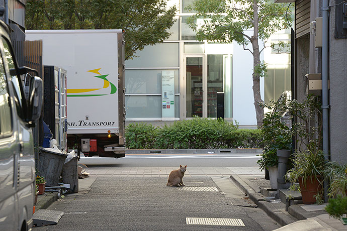 街のねこたち