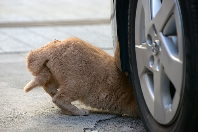 街のねこたち