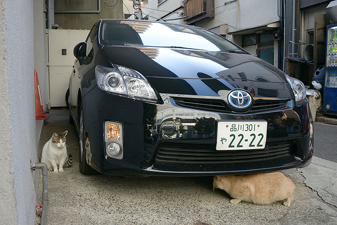 街のねこたち