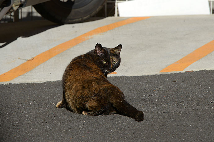 街のねこたち
