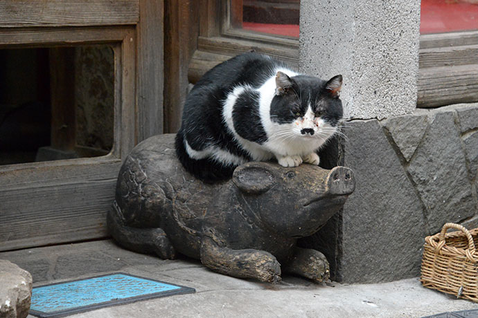 街のねこたち