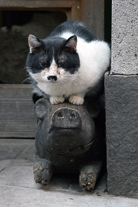 街のねこたち