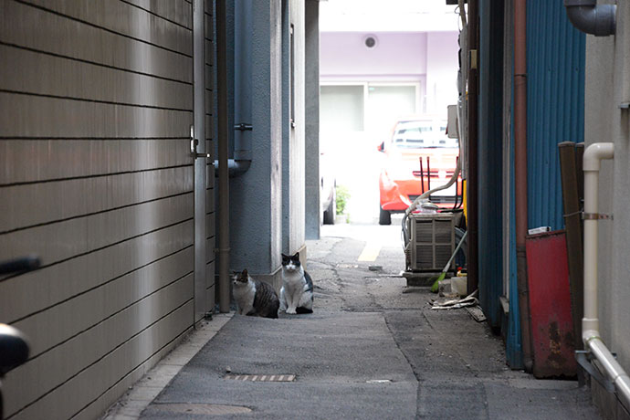 街のねこたち