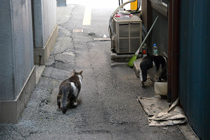街のねこたち
