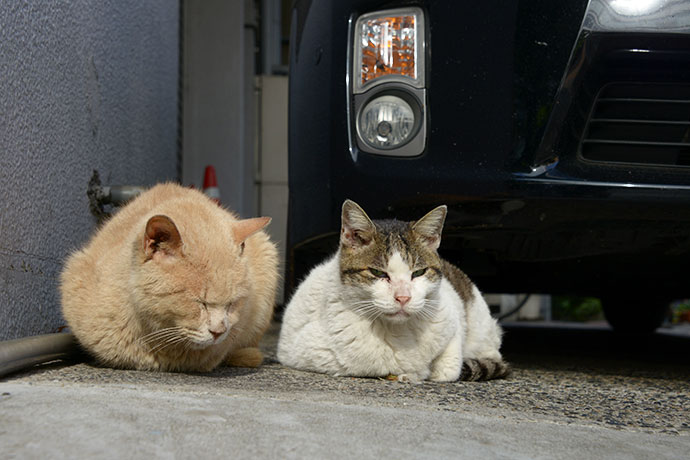街のねこたち