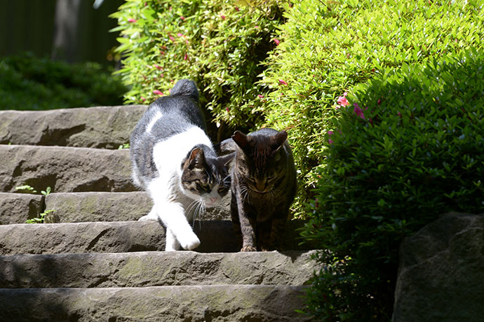 街のねこたち
