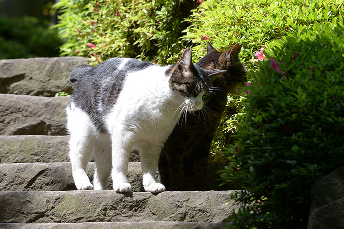 街のねこたち