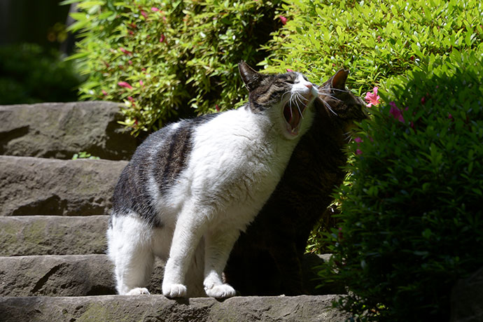 街のねこたち