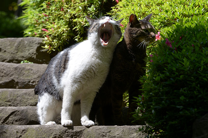 街のねこたち
