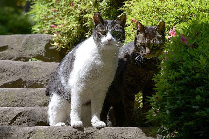 街のねこたち