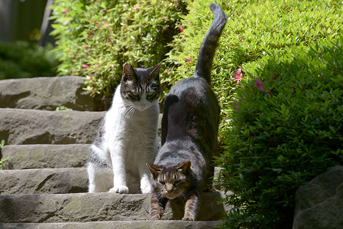 街のねこたち