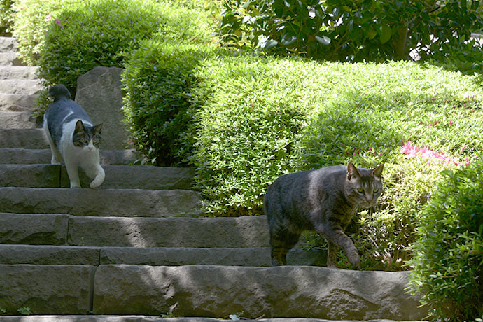 街のねこたち