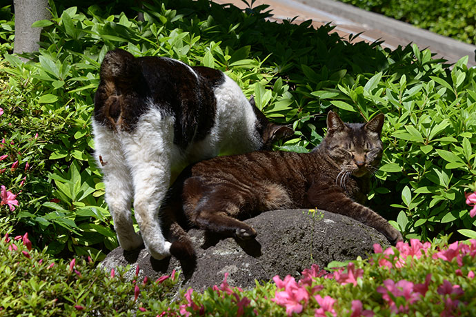 街のねこたち