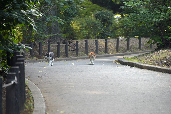 街のねこたち