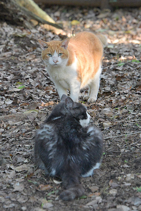 街のねこたち