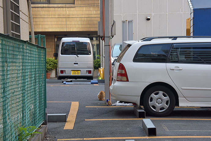 街のねこたち