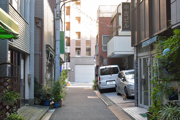 街のねこたち