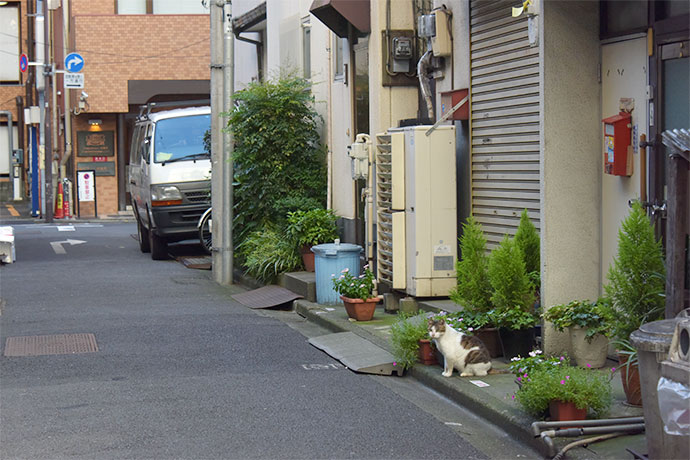街のねこたち