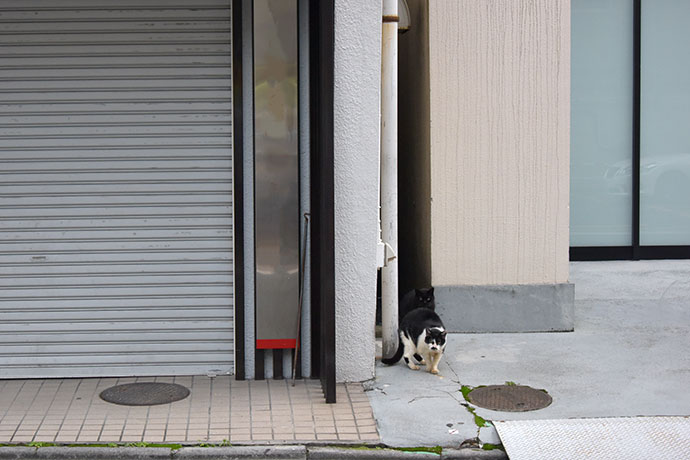 街のねこたち