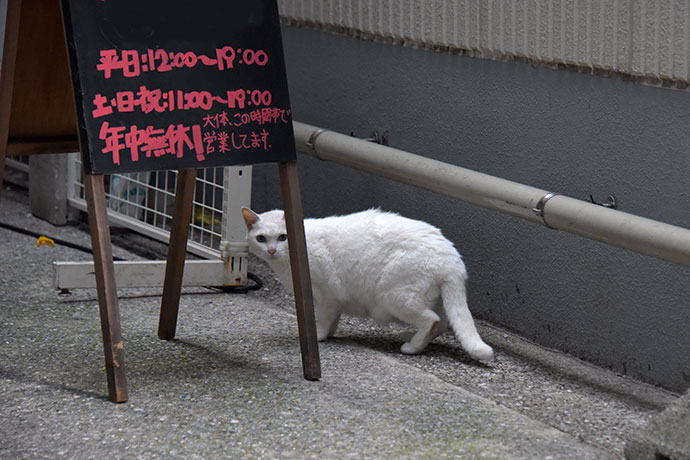 街のねこたち