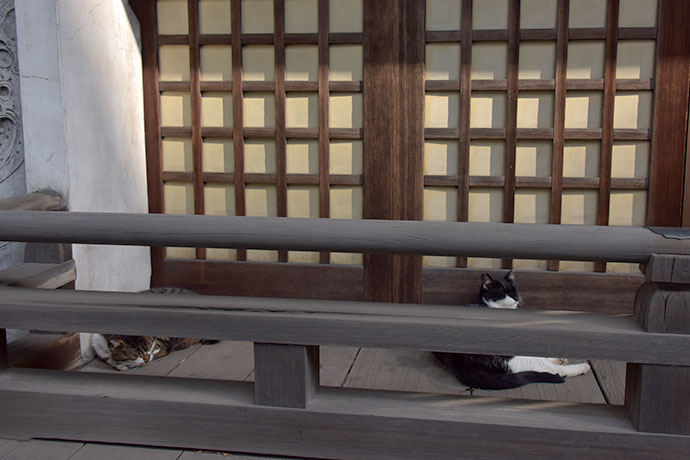 街のねこたち