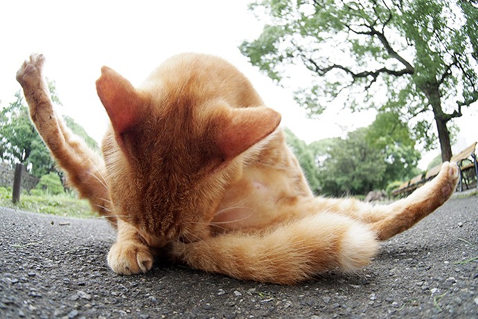街のねこたち