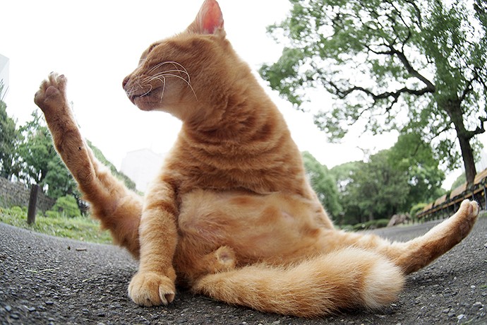 街のねこたち