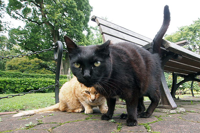 街のねこたち