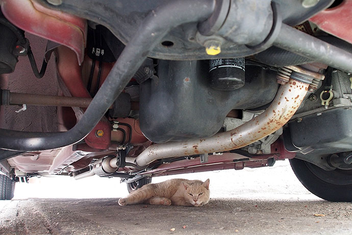 街のねこたち
