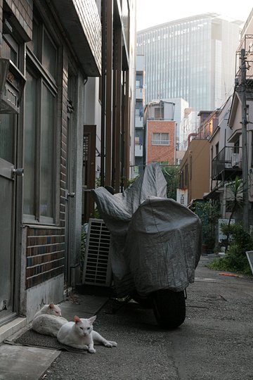 街のねこたち